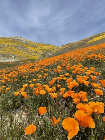 Мак калифорнийский эшшольция микс (лат. Eschscholzia californica), 100 штук