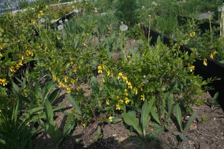 Карагана уссурийская (лат. Caragana ussuriensis), семена