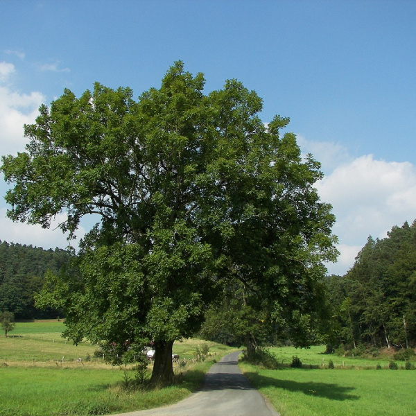 Ясень обыкновенный, или Ясень высокий (лат. Fraxinus excelsior), семена