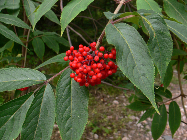 Бузина сибирская (лат. Sambucus sibirica), семена