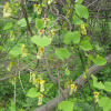 Кирказон маньчжурский (лат. Aristolochia manshuriensis), семена