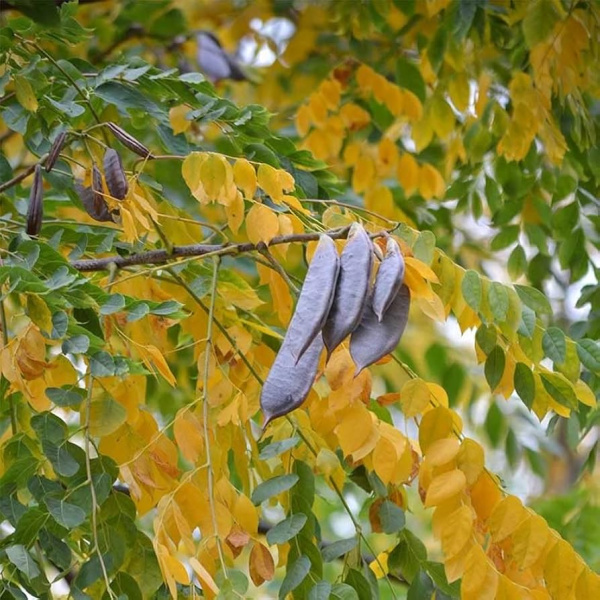 Бундук канадский (лат. Gymnocladus dioicus), семена