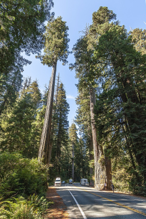 Секвойя вечнозеленая (лат. Sequoia sempervirens), семена 0,2 грамма