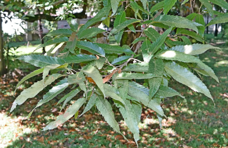 Дуб острейший (лат. Quercus acutissima) 10 шт, семена 