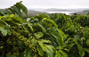 Кофе аравийский (лат. Coffea arabica), саженец, 1 шт