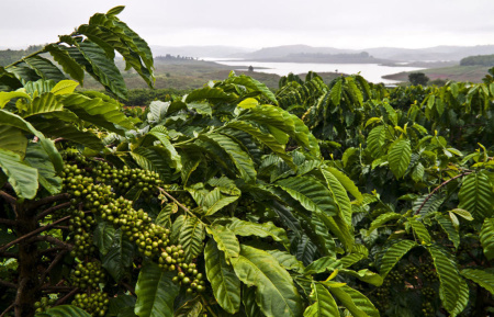 Кофе аравийский (лат. Coffea arabica), саженец, 1 шт