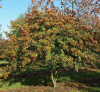 Боярышник сливолистный (лат. Crataegus prunifolia), семена