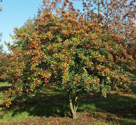 Боярышник сливолистный (лат. Crataegus prunifolia), семена