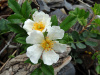 Роза Максимовича (Rosa maximowicziana), семена 