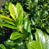 Лавровишня лекарственная (лат. Prunus laurocerasus), семена