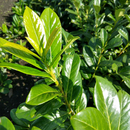 Лавровишня лекарственная (лат. Prunus laurocerasus), семена