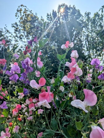 Горошек душистый, микс цветов (лат. Lathyrus odoratus), семена 25 шт