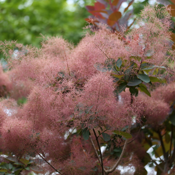 Скумпия кожевенная (лат. Cotinus coggygria), семена 