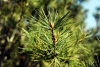 Сосна Массона (лат. Pinus Massoniana), семена