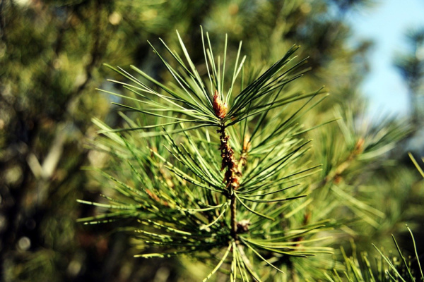Сосна Массона (лат. Pinus Massoniana), семена