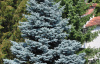 Ель колючая, или Ель голубая (лат. Picea pungens), саженец, 1 шт