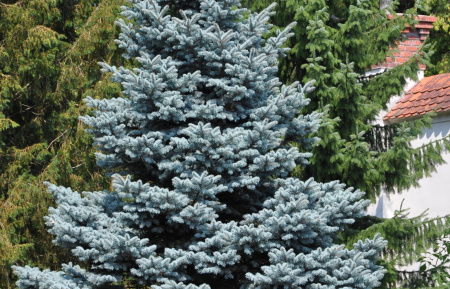 Ель колючая, или Ель голубая (лат. Picea pungens), саженец, 1 шт