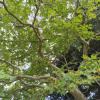Платан восточный (лат. Platanus orientalis), семена