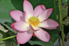 Лотос Комарова (лат. Nelumbo komarovii), семена