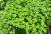 Пузыреплодник амурский (лат. Physocarpus amurensis), семена