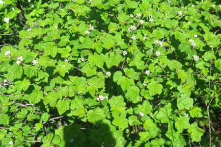 Пузыреплодник амурский (лат. Physocarpus amurensis), семена