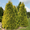 Туя западная Голден Брабант (лат. Thuja occidentalis 'Golden Brabant'), семена