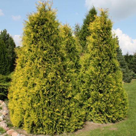 Туя западная Голден Брабант (лат. Thuja occidentalis 'Golden Brabant'), семена