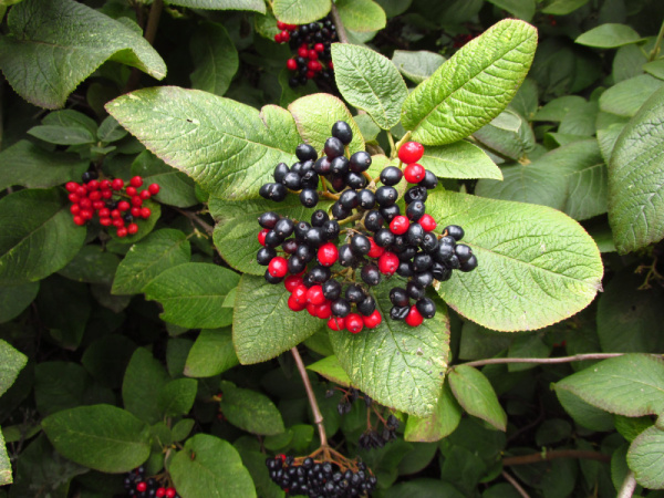 Калина Гордовина (лат. Viburnum lantana), семена