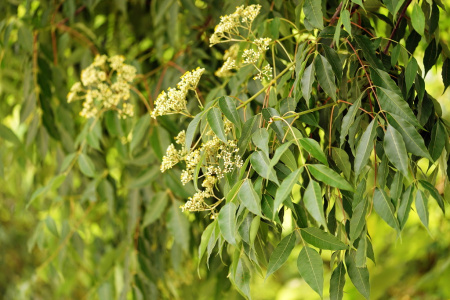 Бархат китайский (лат. Phellodendron chinense), семена