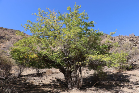 Шелковица белая (лат.Morus alba), семена