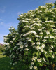 Калина обыкновенная (лат. Viburnum opulus), семена