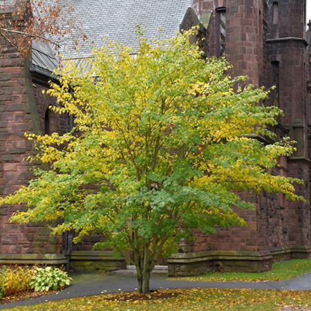 Клен зеленокорый (лат. Acer tegmentosum), семена