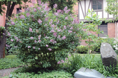 Сирень венгерская (лат. Syringa josikaea), семена