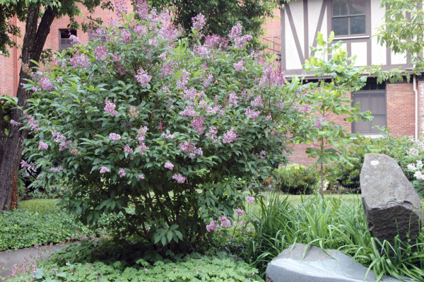 Сирень венгерская (лат. Syringa josikaea), семена