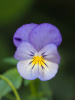 Фиалка трёхцветная, или анютины глазки (лат. Viola tricolor), семена 50 шт