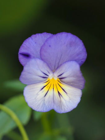 Фиалка трёхцветная, или анютины глазки (лат. Viola tricolor), семена 50 шт