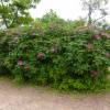 Роза нутканская (лат. Rosa nutkana), семена