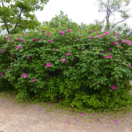 Роза нутканская (лат. Rosa nutkana), семена