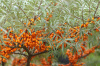 Облепиха крушиновидная (лат. Hippоphaë rhamnоides), семена