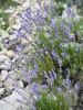 Лаванда узколистная (Lavandula angustifolia), 200 шт