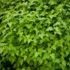Пузыреплодник калинолистный (лат. Physocarpus opulifolius), семена