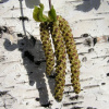 Береза плосколистная или береза широколистная (лат. Betula platyphylla), семена