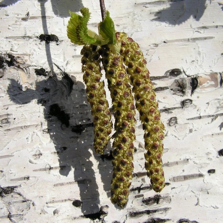 Береза плосколистная или береза широколистная (лат. Betula platyphylla), семена
