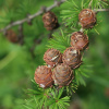 Лиственница даурская, или Лиственница Гмелина (лат. Larix dahurica), семена