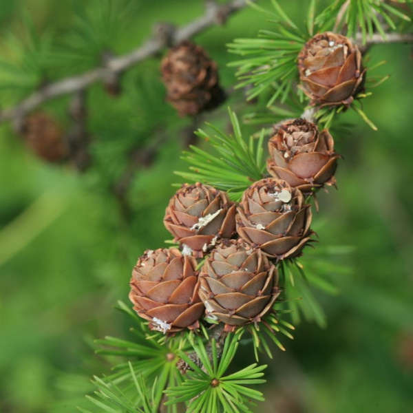 Лиственница даурская, или Лиственница Гмелина (лат. Larix dahurica), семена