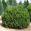Сосна горная Пумилио (лат. Pinus mugo ‘Pumilio’), семена 0,2 грамма