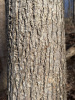 Липа американская (лат. Tilia americana), семена