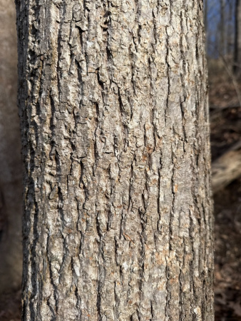 Липа американская (лат. Tilia americana), семена