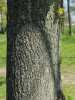 Липа американская (лат. Tilia americana), семена