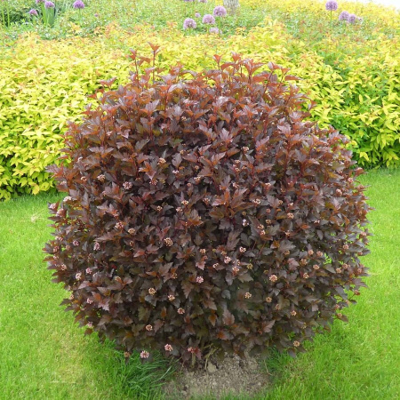 Пузыреплодник калинолистный пурпуролистный (лат. Physocarpus opulifolius Purpurea), семена